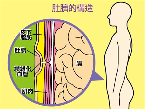 肚臍下方長毛|多年洗澡不認真，肚臍長毛了···